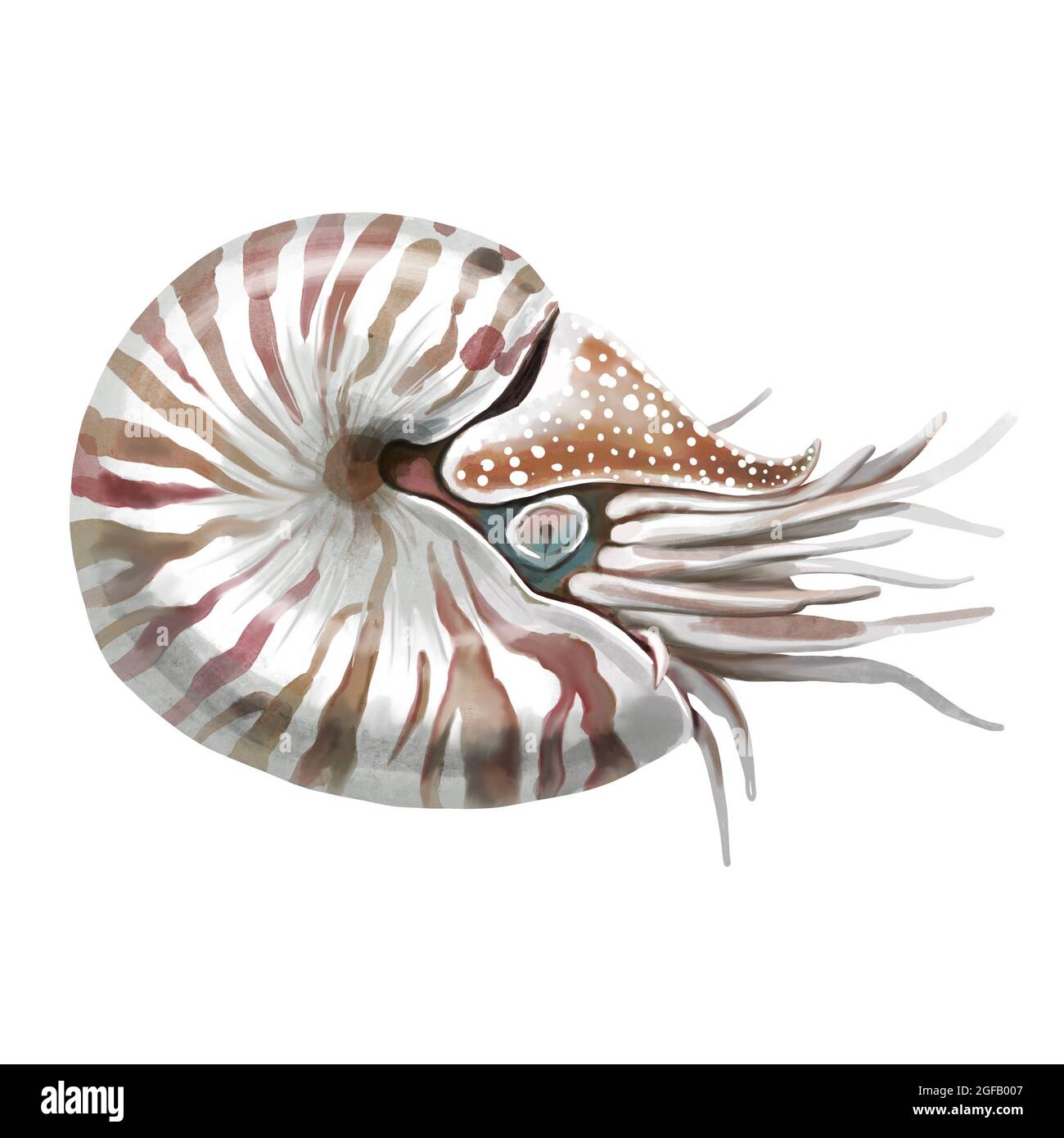 Dessin nautilus aquarelle graphique, dessin au trait, isolé sur fond blanc Banque D'Images