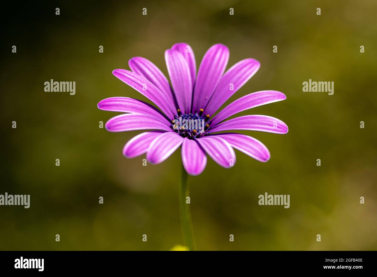 Gros plan d'une fleur de pâquerette africaine violette en fleurs Photo  Stock - Alamy