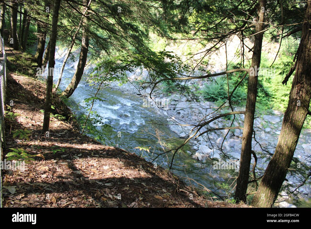 Une rivière qui se précipite le long d'Evergreens Banque D'Images