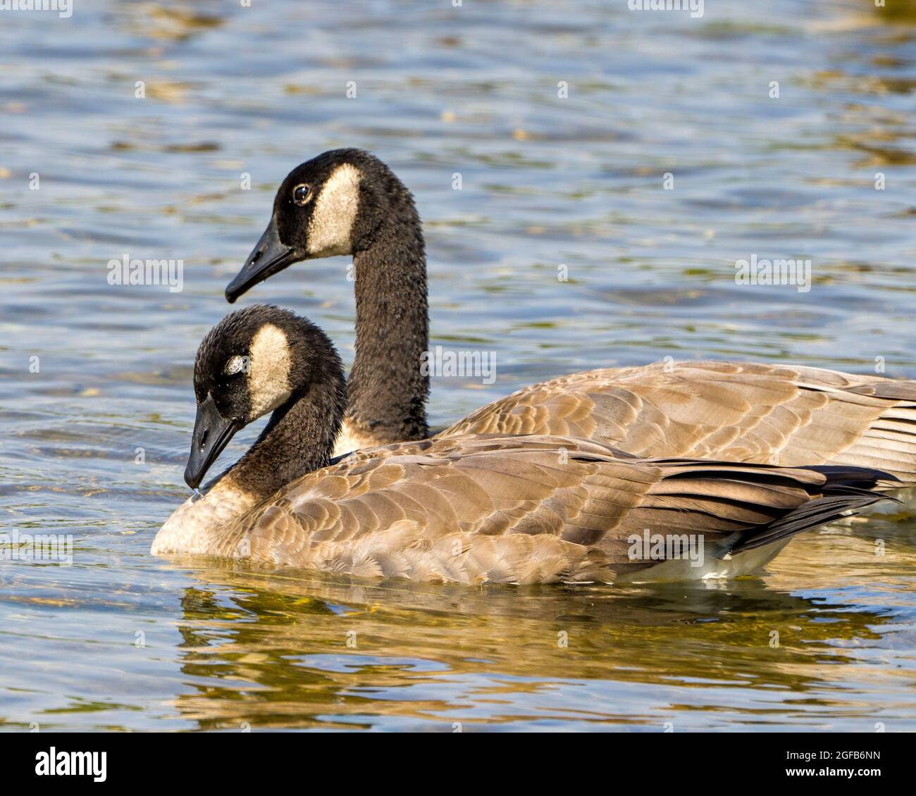 Les bernaches du Canada nageant dans leur environnement et leur habitat environnant, un œil d'oiseau fermé avec un fond d'eau floue. Banque D'Images