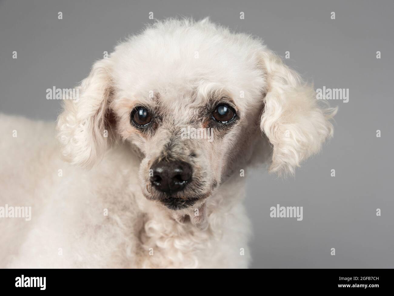 Paodle miniature (aveugle et sourd) de 16,5 ans photographié sur fond gris. Banque D'Images