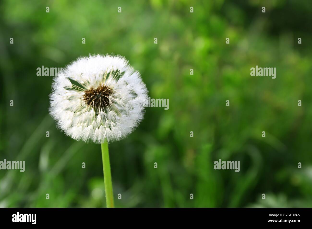Belle Fleur De Pissenlit Photo Stock Alamy