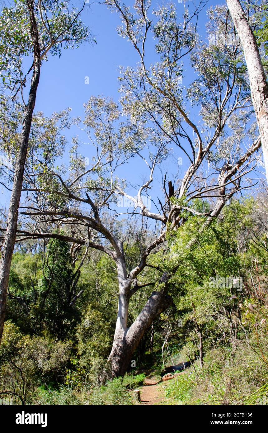 Un vieux arbre à gomme à côté d'une piste de randonnée dans le Bush Autralian. Banque D'Images
