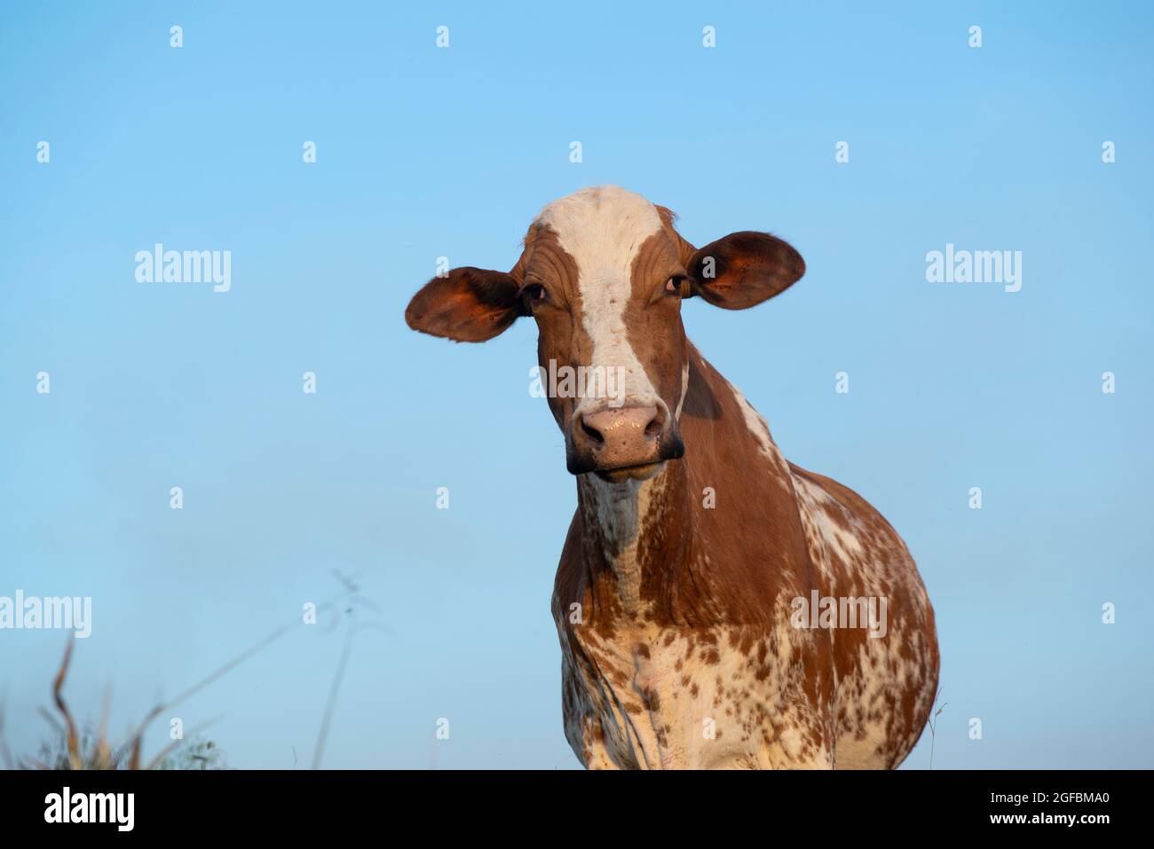 Gros plan de la magnifique vache hollandaise marron et blanche (Holstein Friesian) au coucher du soleil. Vache avec des tiques parasitisant son oreille. Le parasitisme est un inharmoni Banque D'Images