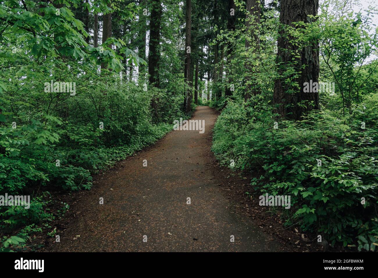 Chemin sinueux à travers la belle forêt enchantée luxuriante dans le nord-ouest du Pacifique Banque D'Images