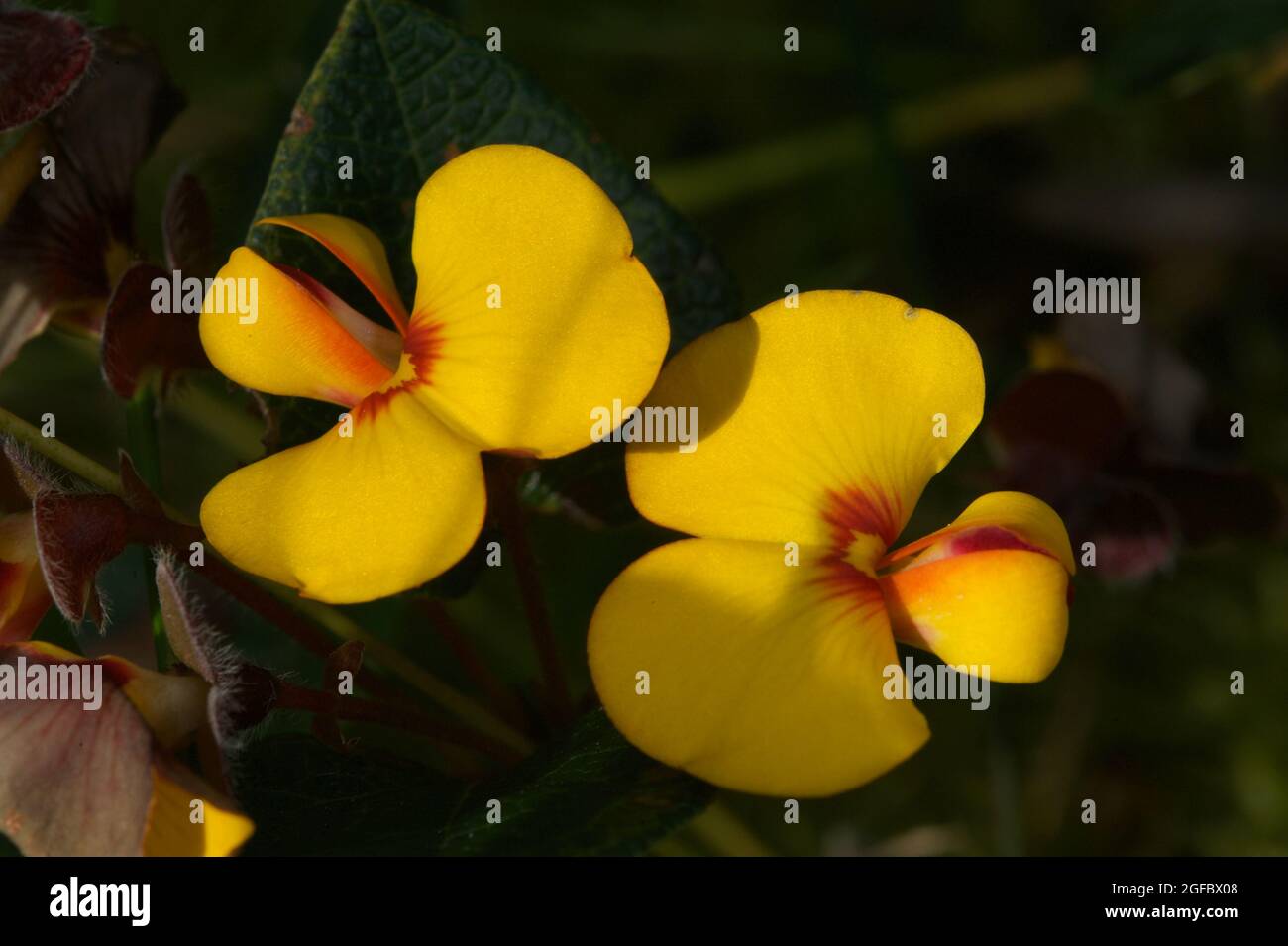 Une jolie paire de petits pois plats (Platylolium formosum) égayent le fond de la forêt à la réserve de Baluk Willam à Belgrave South, Victoria, Australie. Banque D'Images