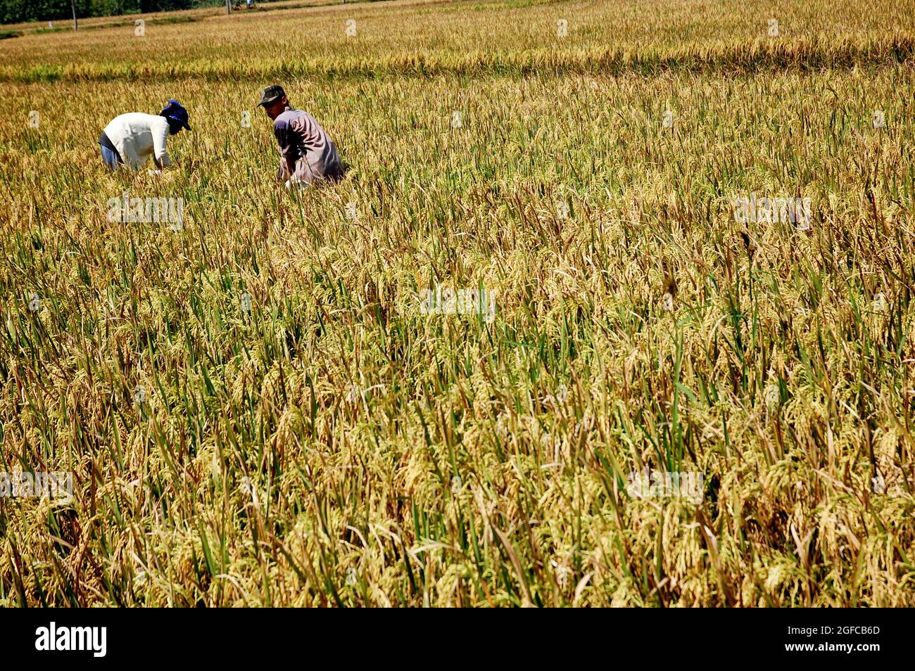 Agriculteurs récoltant du riz à Godean, Yogyakarta. Avec la crise alimentaire mondiale actuelle, le prix du riz sur le marché mondial a augmenté. Yogyakarta, Indonésie. 30 mai 2008. Banque D'Images