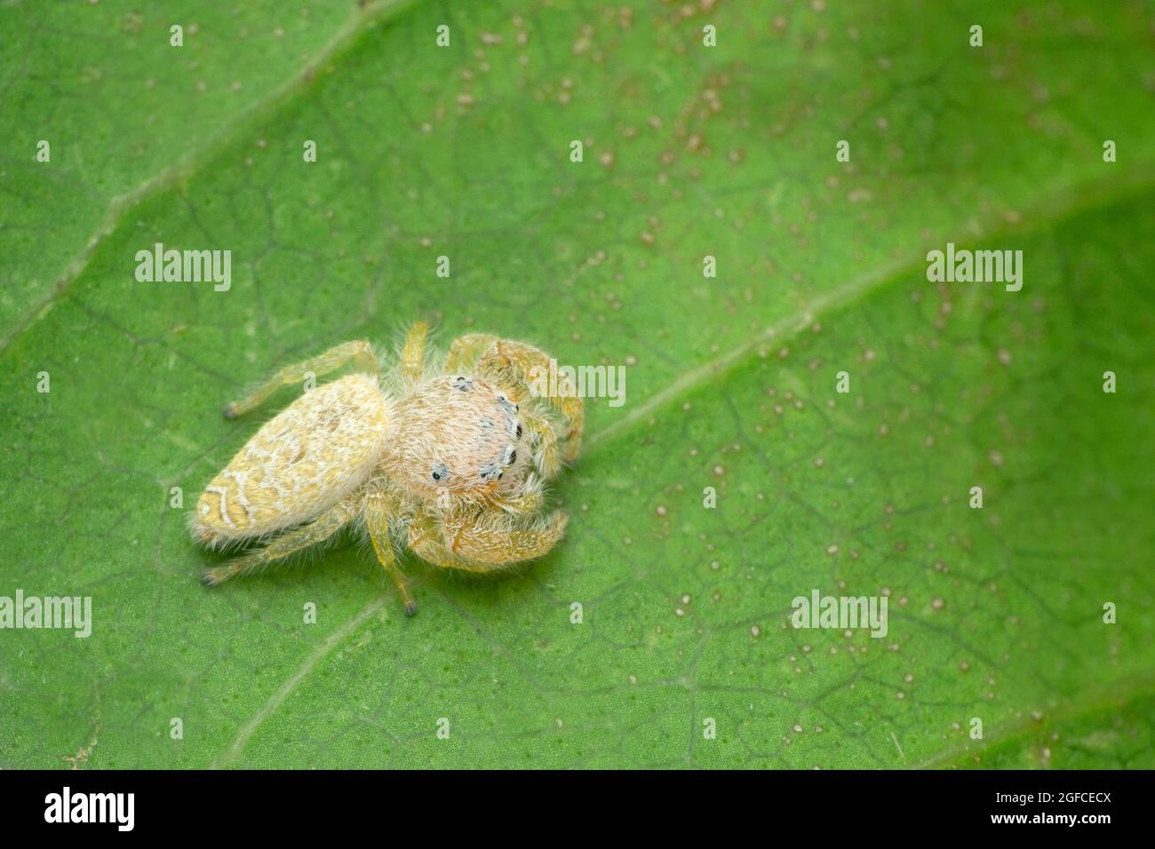 Araignée sauteuse, Epocilla clarata, Satara, Maharashtra, Inde Banque D'Images