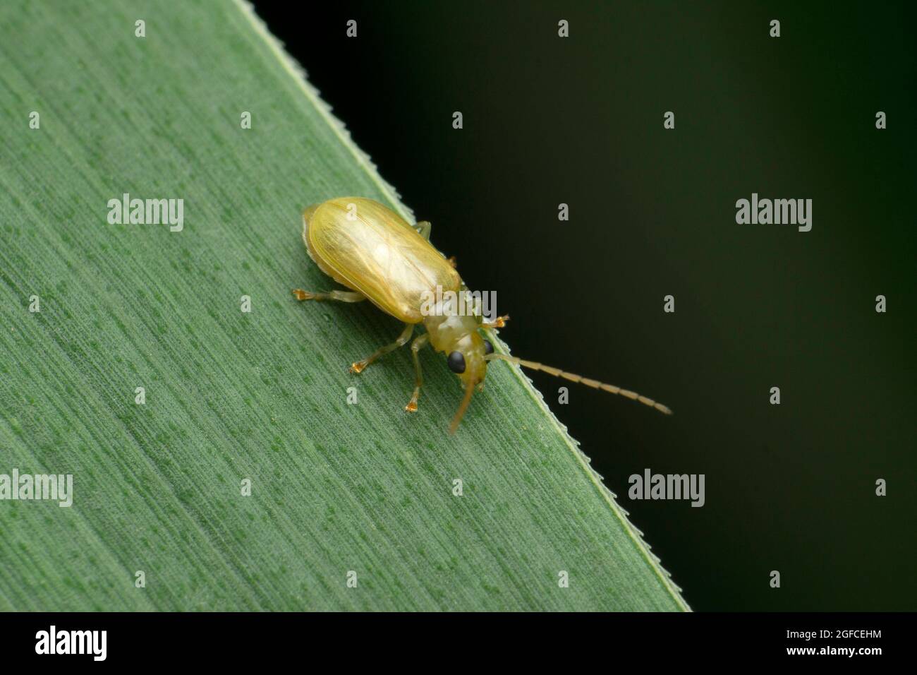 Feu jaune, Satara, Maharashtra, Inde Banque D'Images