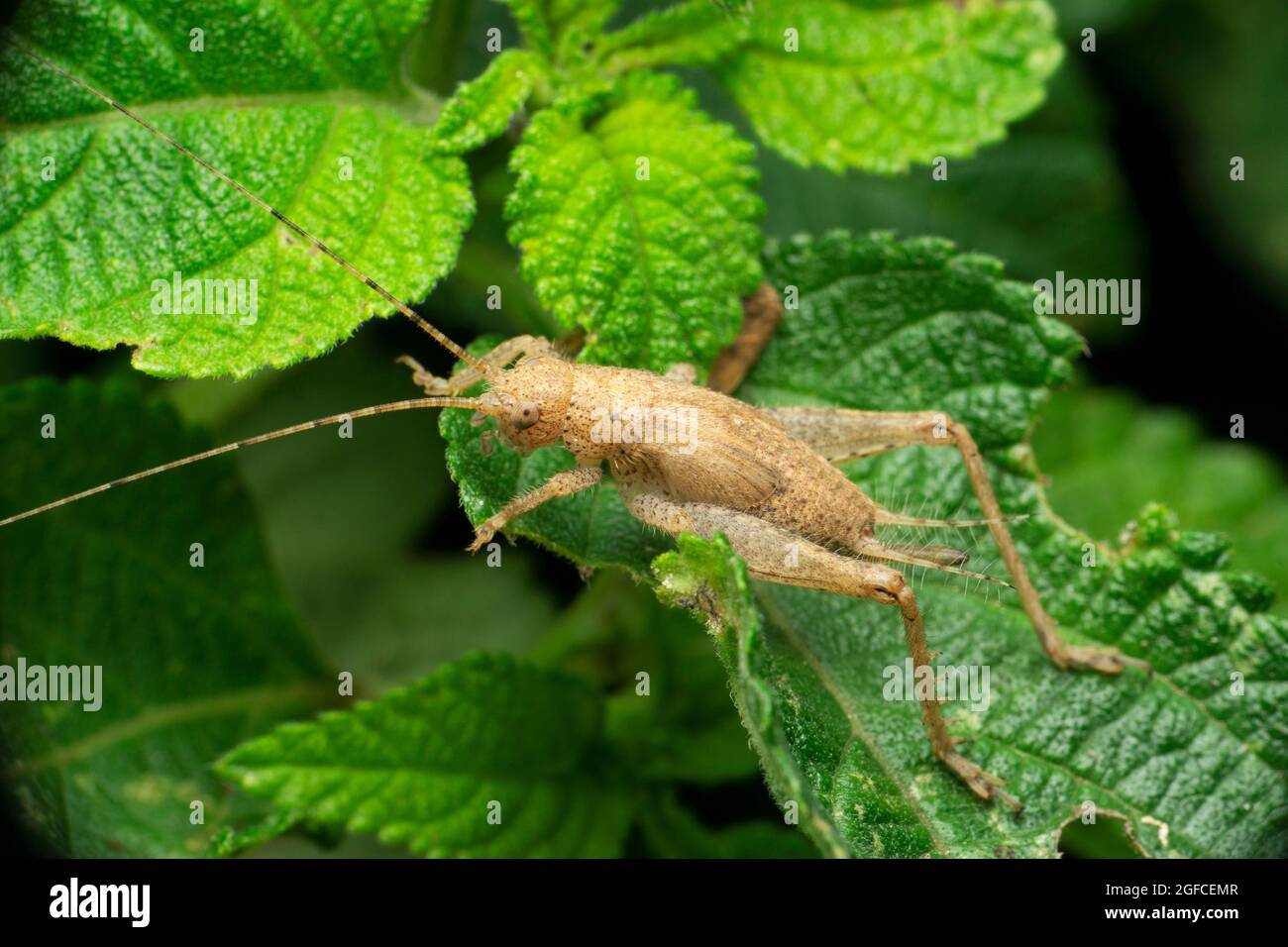 Gray Katydid, Eremopedes est un genre de katydidés à bouclier de la famille des Tettigonidae, Satara, Maharashtra, Inde Banque D'Images