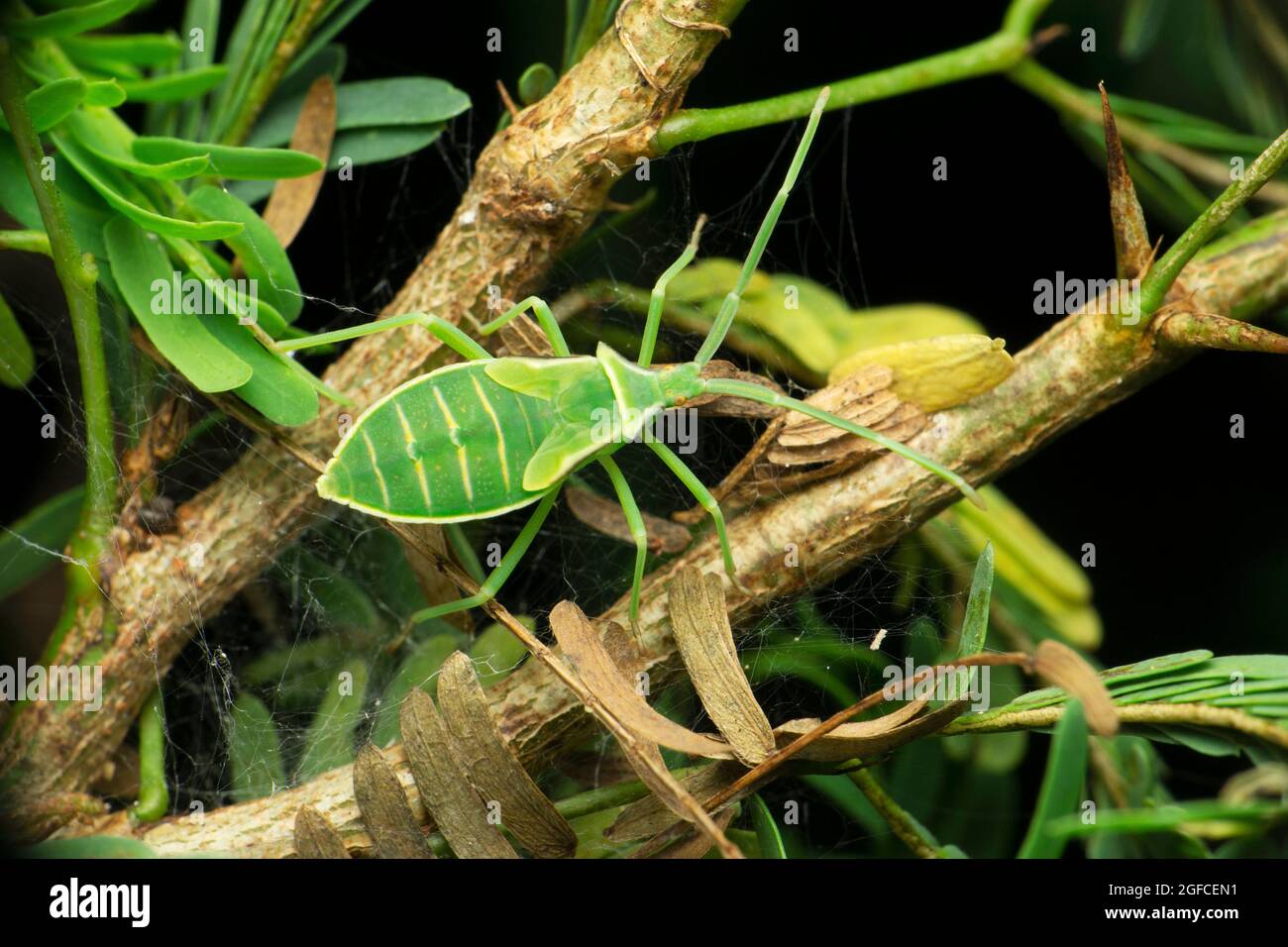 Insecte soldat vert, Chinavia hilaris, Satara, Maharashtra, Inde Banque D'Images