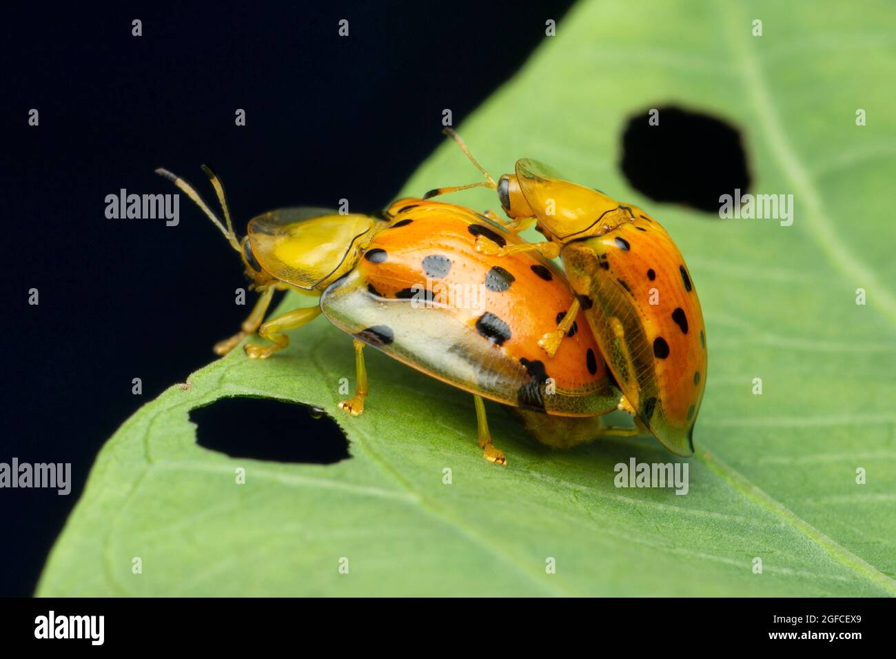 Accouplement du coléoptère de la tortue orange, espèce Deloyala, Satara, Maharashtra, Inde Banque D'Images