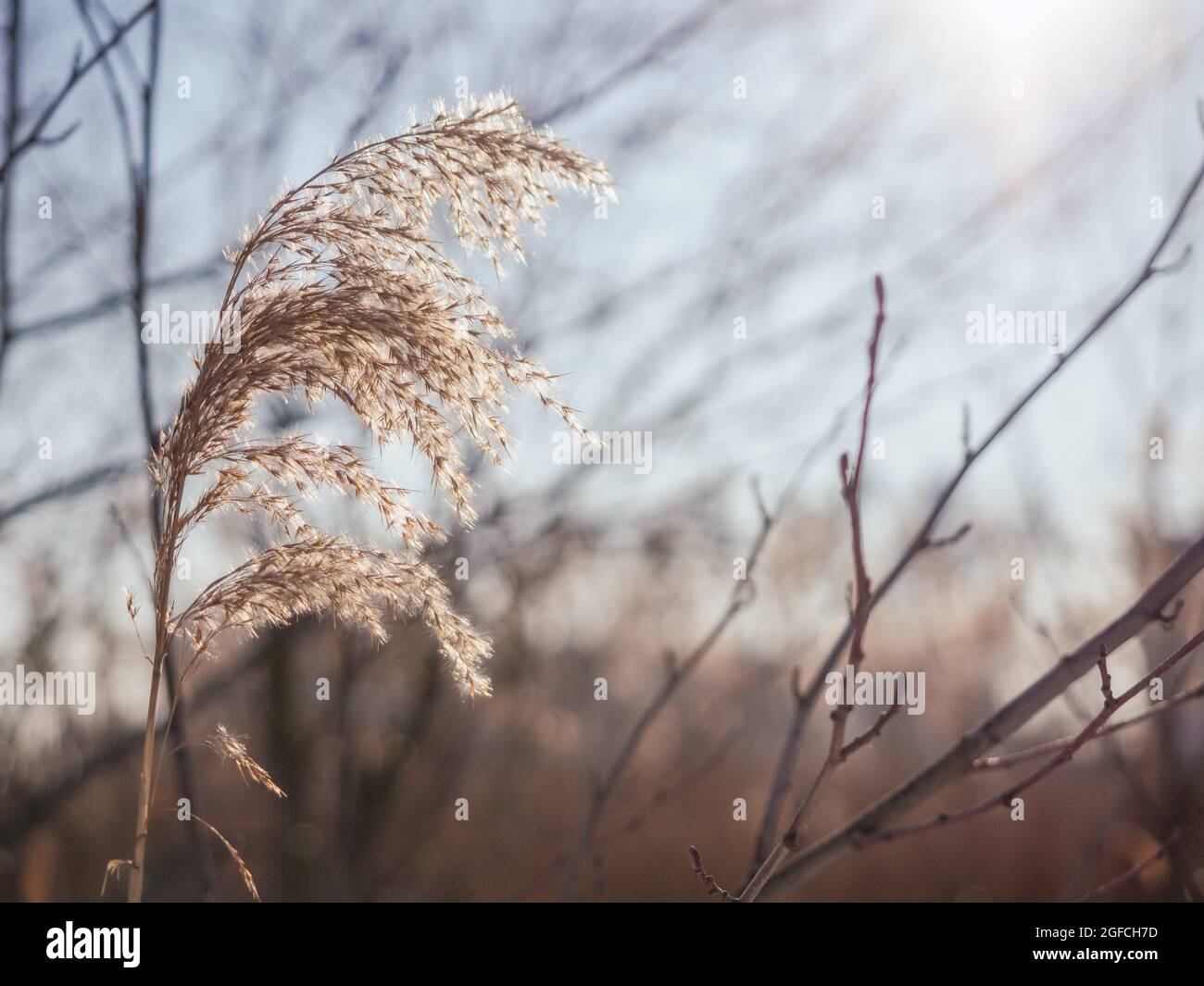 Roseaux à l'extérieur au-dessus du ciel ensoleillé fond nature, hiver saison Banque D'Images
