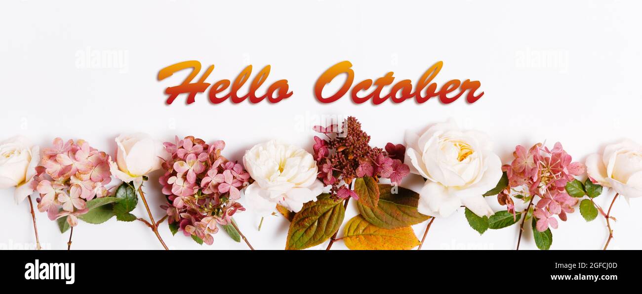 Papier peint Hello October, fond d'automne avec rose bordeaux et hortensia Banque D'Images