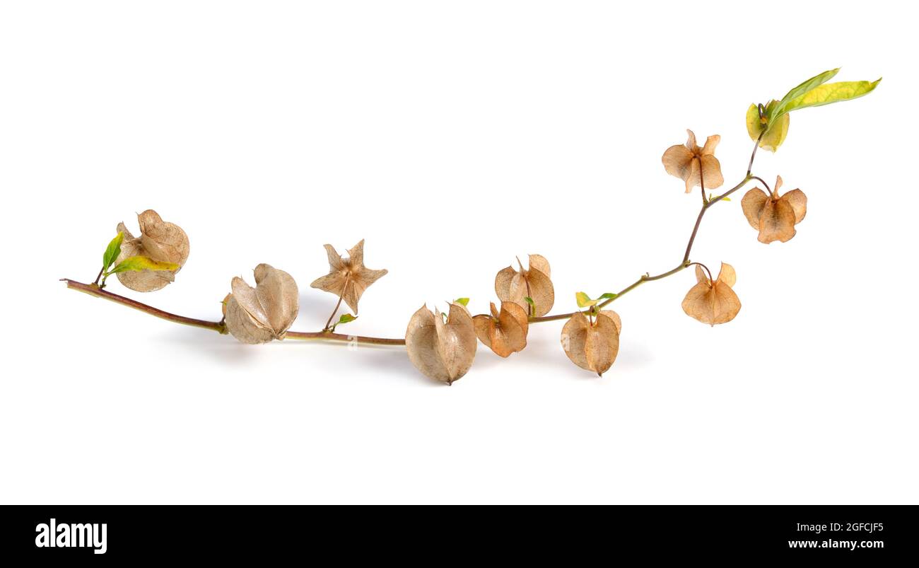 Niandra physalodes. Il est connu par les noms communs pomme-du-Pérou et plante de shoo-mouche. Isolé Banque D'Images