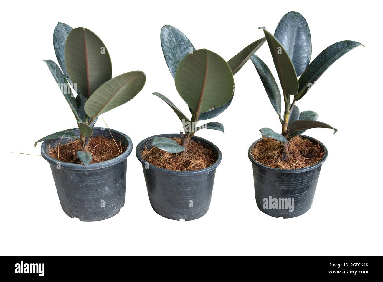 Usine de caoutchouc ou Ficus elastica sur pot en plastique noir, Focus  Selective Photo Stock - Alamy