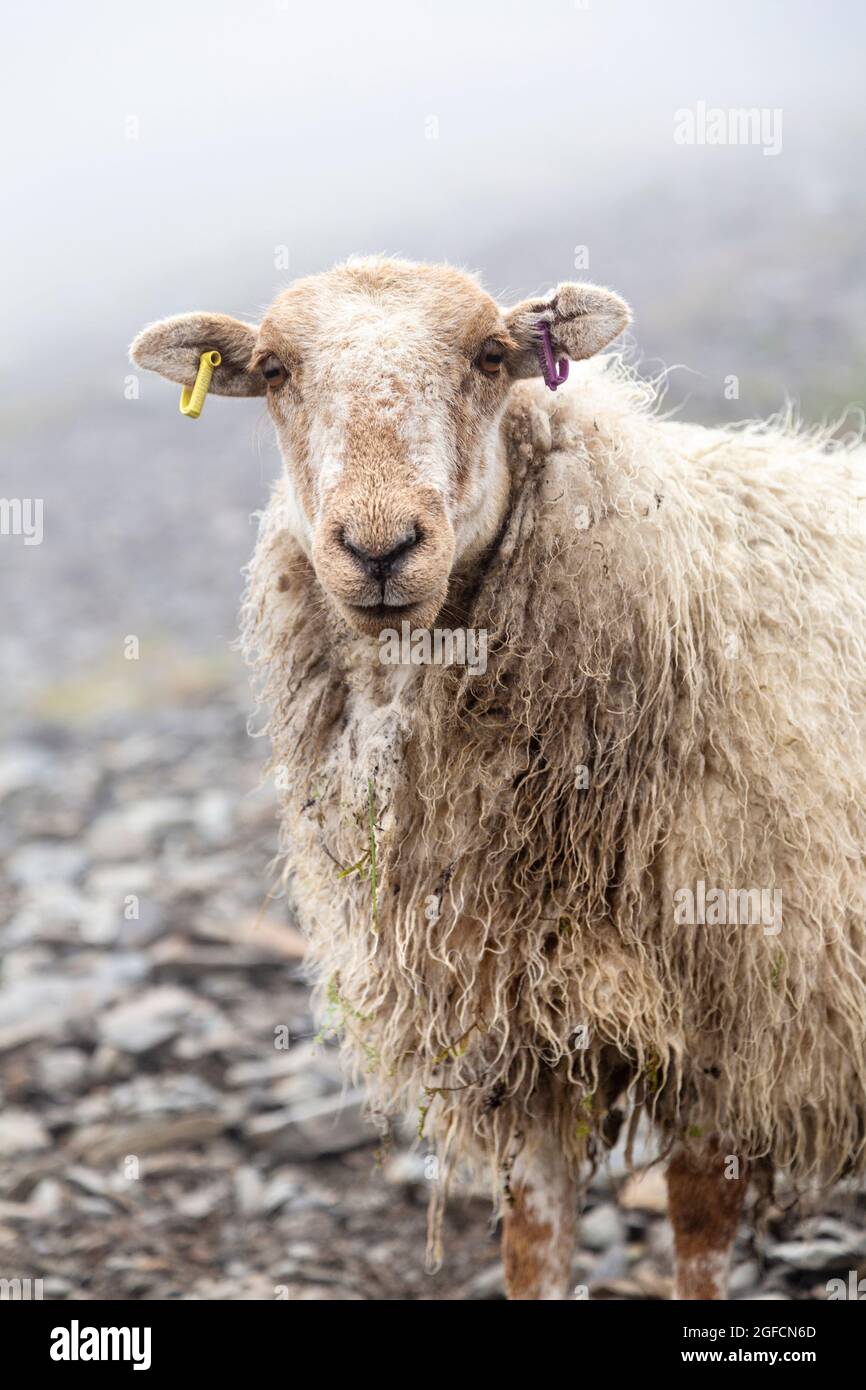 Moutons dans les montagnes le long du PYG Track jusqu'au sommet de Snowdon, parc national de Snowdonia, pays de Galles, Royaume-Uni Banque D'Images