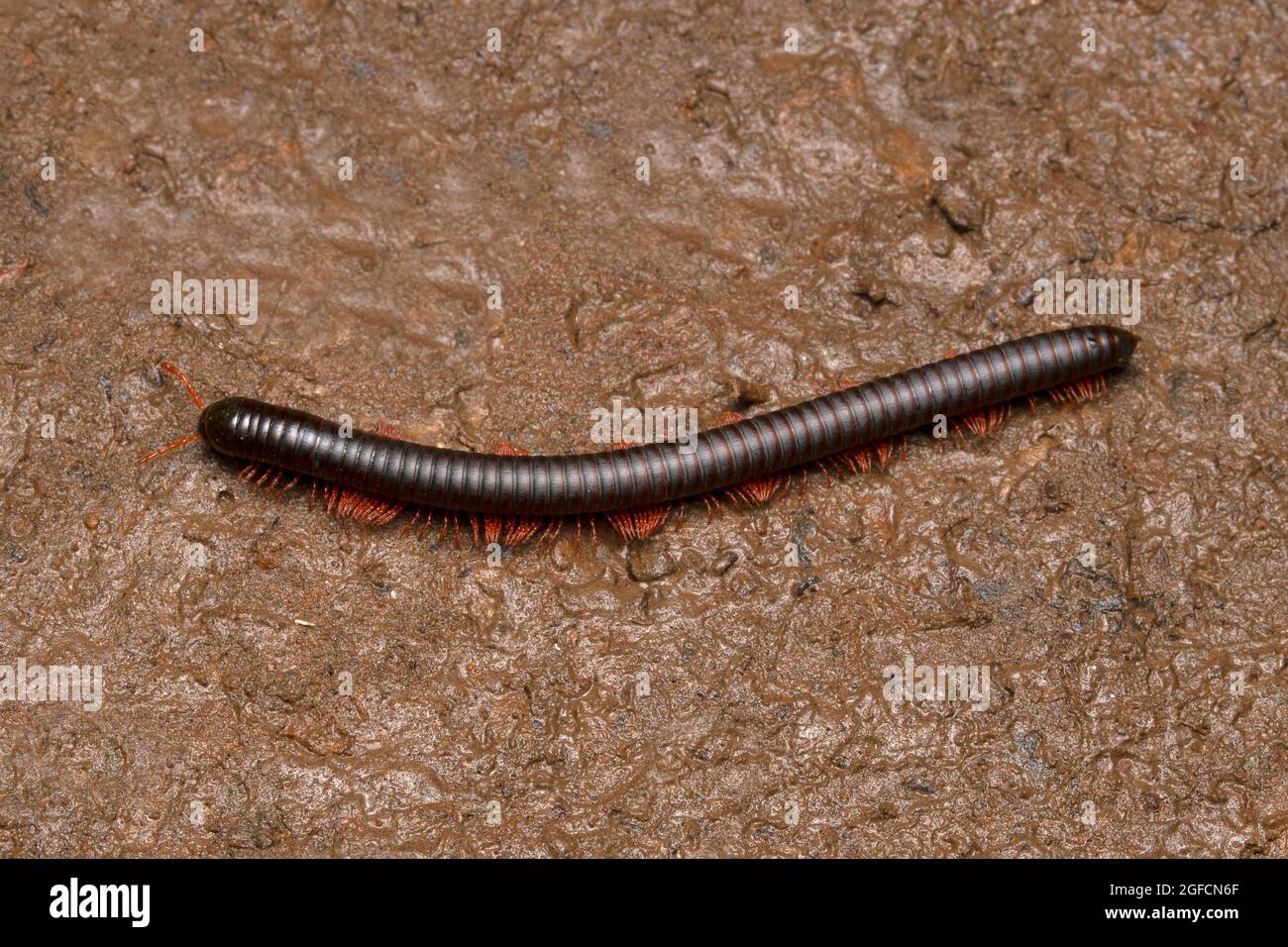 Millipède géant africain, Archispirostreptus gigas, Satara, Maharashtra, Inde Banque D'Images