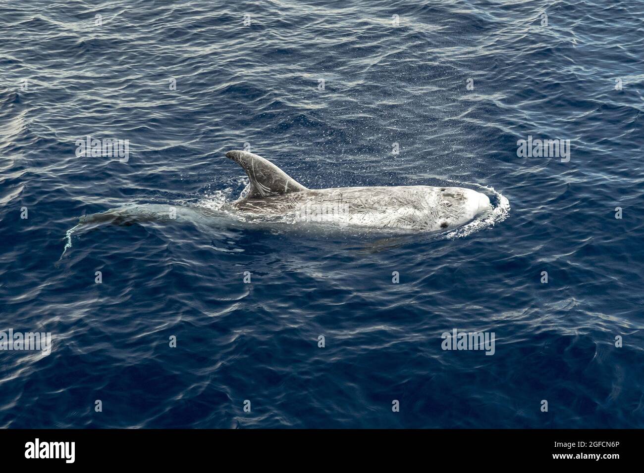 Risso Dolphin Grampus dans la mer Ligurienne méditerranéenne Banque D'Images