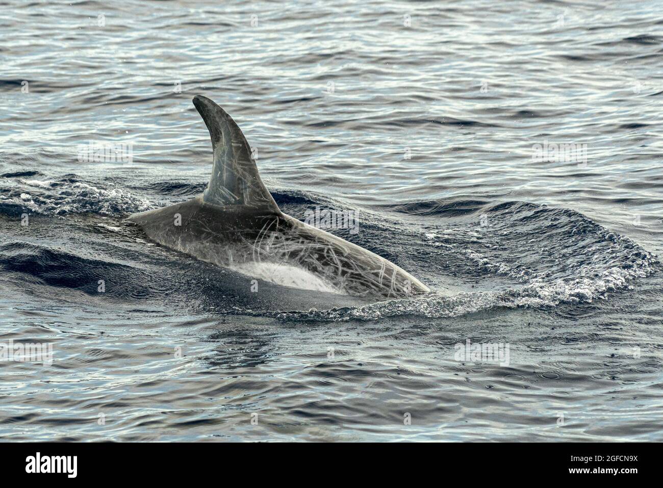 Risso Dolphin Grampus dans la mer Ligurienne méditerranéenne Banque D'Images