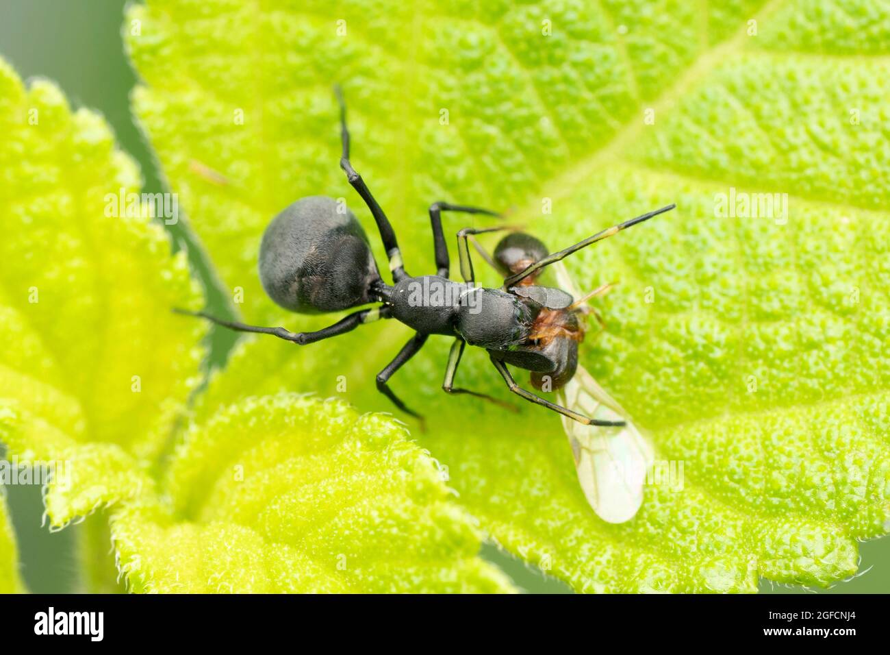 Dorsale de l'araignée Ant imite, Myrmarachne megacephalus, Satara, Maharashtra, Inde Banque D'Images