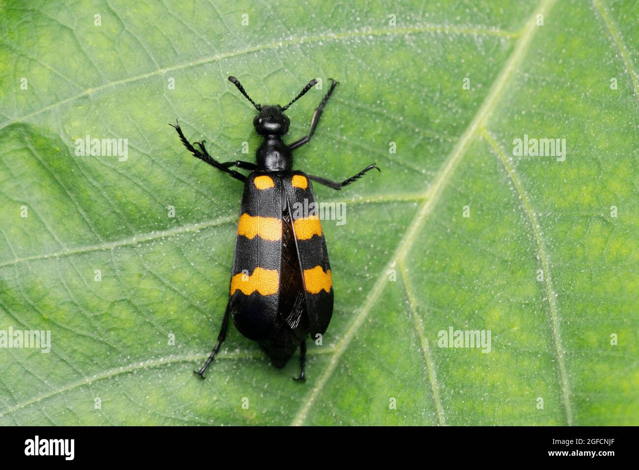 Coléoptère, Mylabris phalerata, Satara, Maharashtra, Inde Banque D'Images