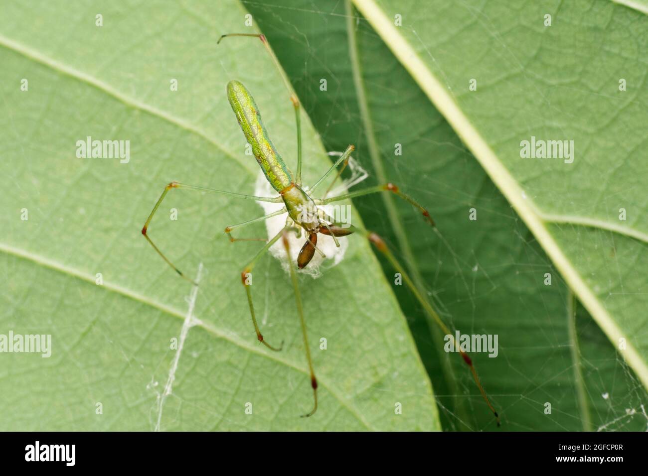 Araignée verte longue à mâchoires, Tetragnatha guatemalensis, Satara, Maharashtra, Inde Banque D'Images