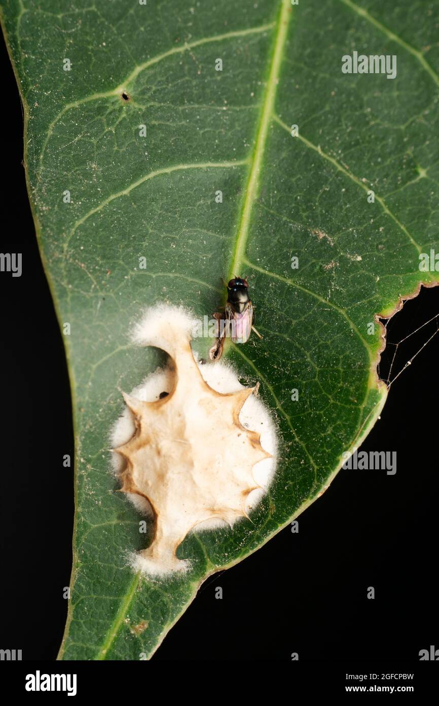 Guêpe parasitoïde émergeant d'œufs d'araignée, Encertidae, Satara, Maharashtra, Inde Banque D'Images