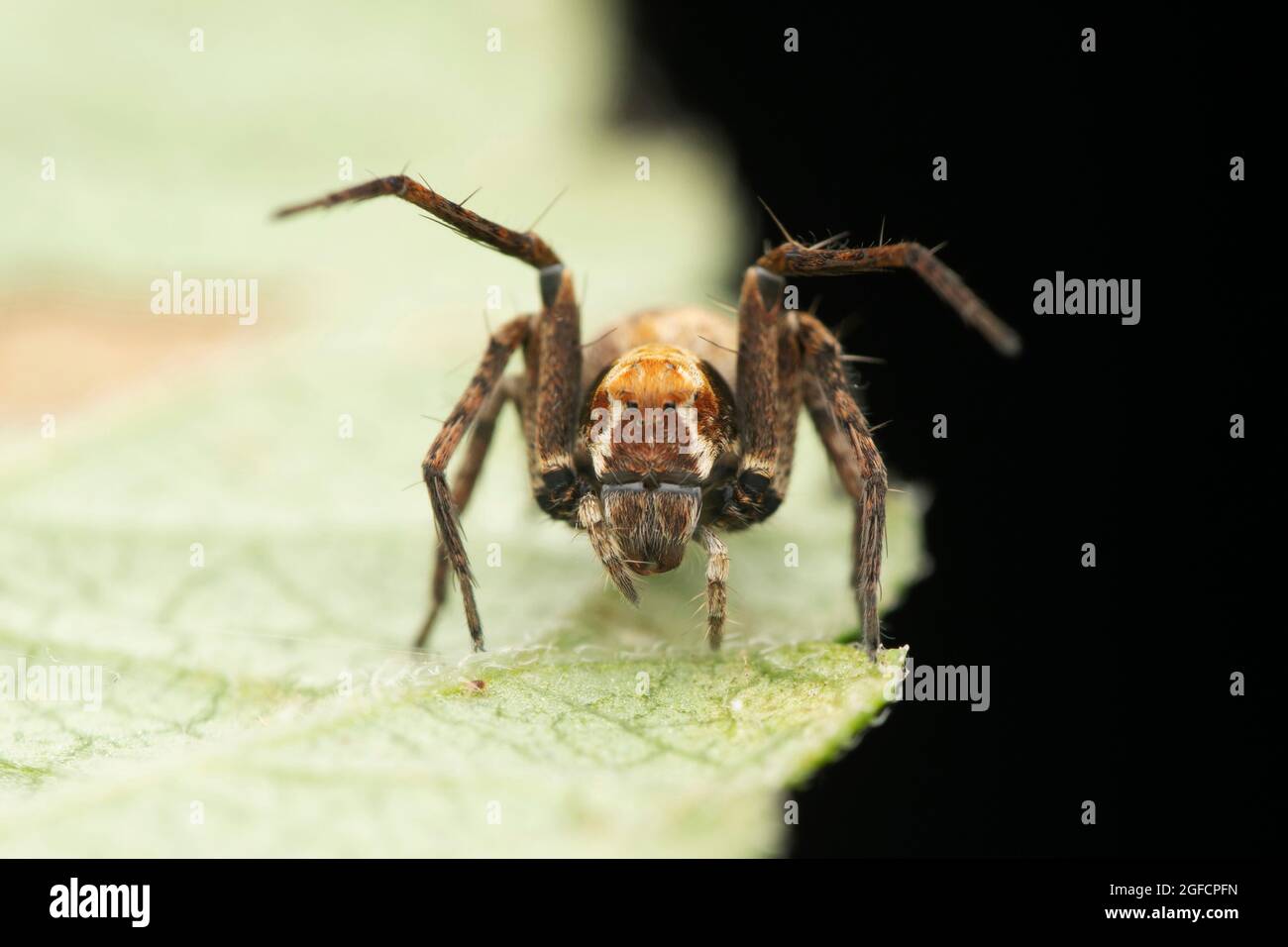 Portrait de l'araignée lynx à visage de singe, Hamatinilwa grisea, Satara, Maharashtra, Inde Banque D'Images