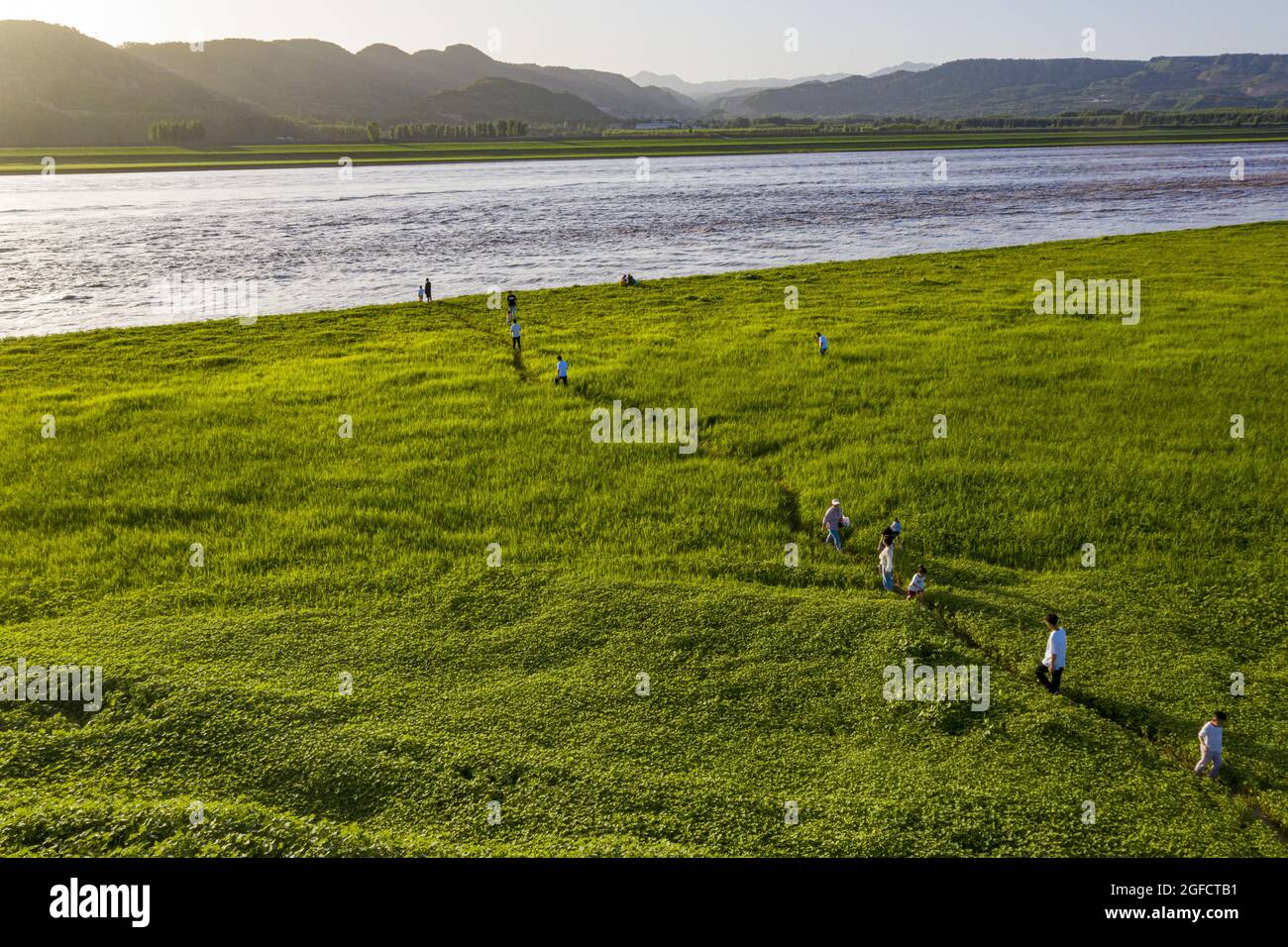 Sanmenxia, Sanmenxia, Chine. 25 août 2021. Le 24 août 2021, la ville de Sanmenxia, dans la province de Henan, la zone du réservoir de Sanmenxia de la rivière jaune a été photographiée d'une vue aérienne de l'herbe verte et verte, sans fin. L'herbe verte tendre s'étend lentement, et les rives de la rivière jaune sont comme un tapis déchiqueté, formant une belle image. (Image de crédit : © SIPA Asia via ZUMA Press Wire) Banque D'Images
