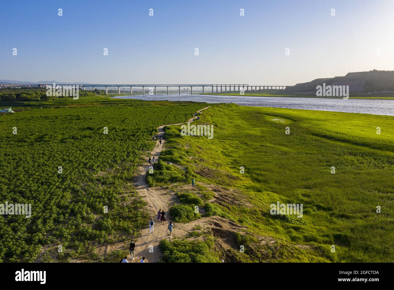 Sanmenxia, Sanmenxia, Chine. 25 août 2021. Le 24 août 2021, la ville de Sanmenxia, dans la province de Henan, la zone du réservoir de Sanmenxia de la rivière jaune a été photographiée d'une vue aérienne de l'herbe verte et verte, sans fin. L'herbe verte tendre s'étend lentement, et les rives de la rivière jaune sont comme un tapis déchiqueté, formant une belle image. (Image de crédit : © SIPA Asia via ZUMA Press Wire) Banque D'Images