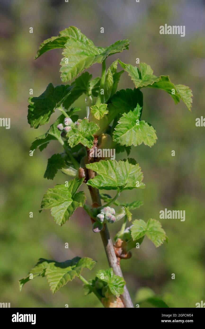 Branche de framboise avec feuilles vertes au printemps avant la floraison. Vue latérale, gros plan. Banque D'Images