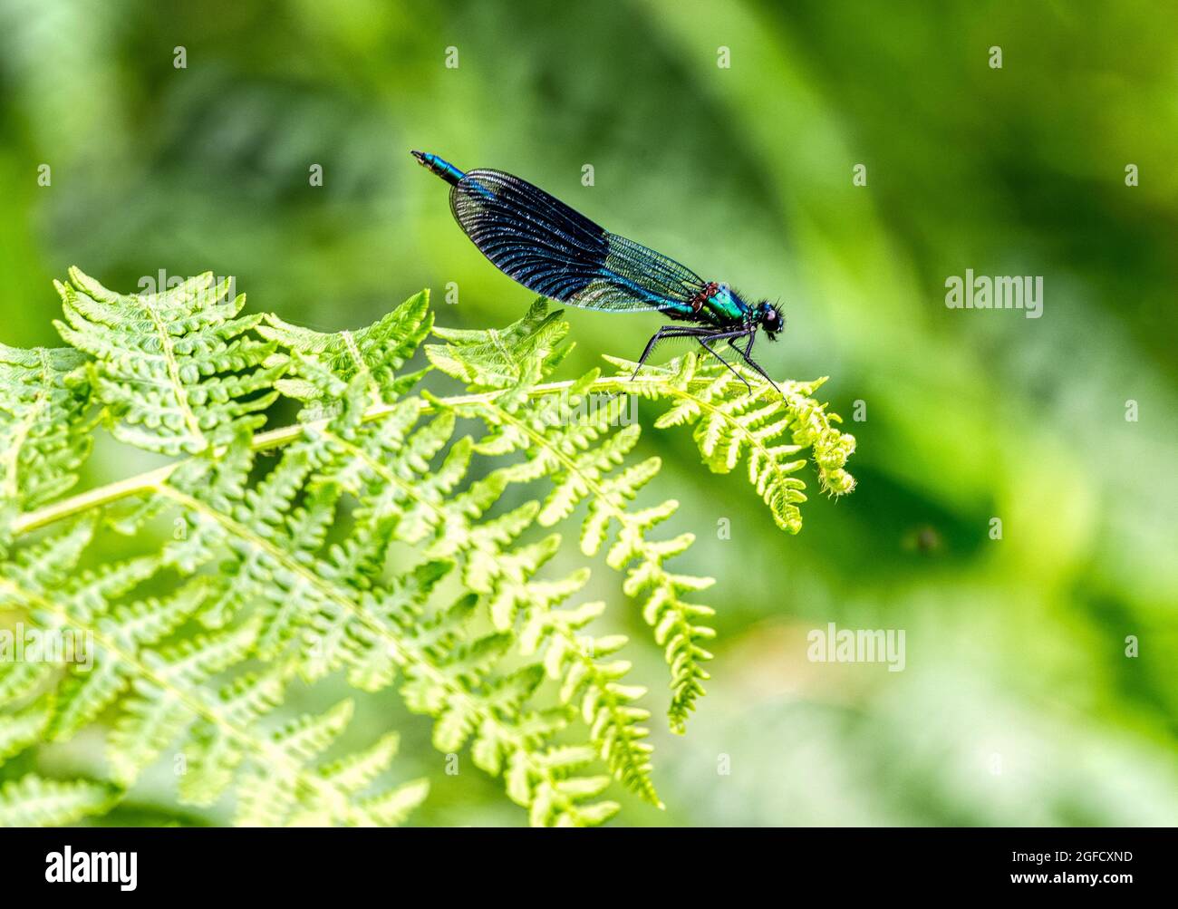 Demoiselle bandée mâle, Calopteryx splendens, mouche damséchée sur une feuille, canal de Chesterfield, Royaume-Uni Banque D'Images