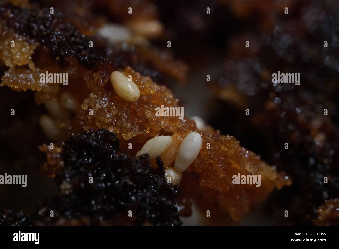Photo macro de Kluai Thot, une cuisine thaïlandaise de rue faite de bananes frites Banque D'Images