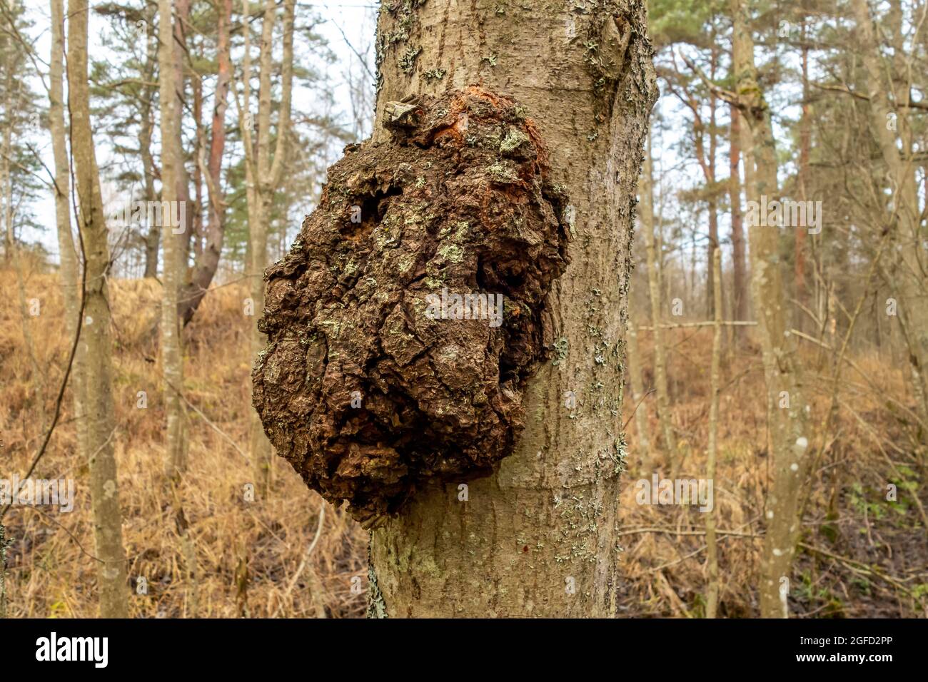 Maladie des arbres forestiers Banque de photographies et d’images à — free download