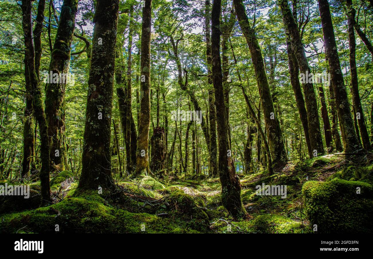 Woodland Scene, Kepler Track, parc national de Fiordland, Nouvelle-Zélande Banque D'Images