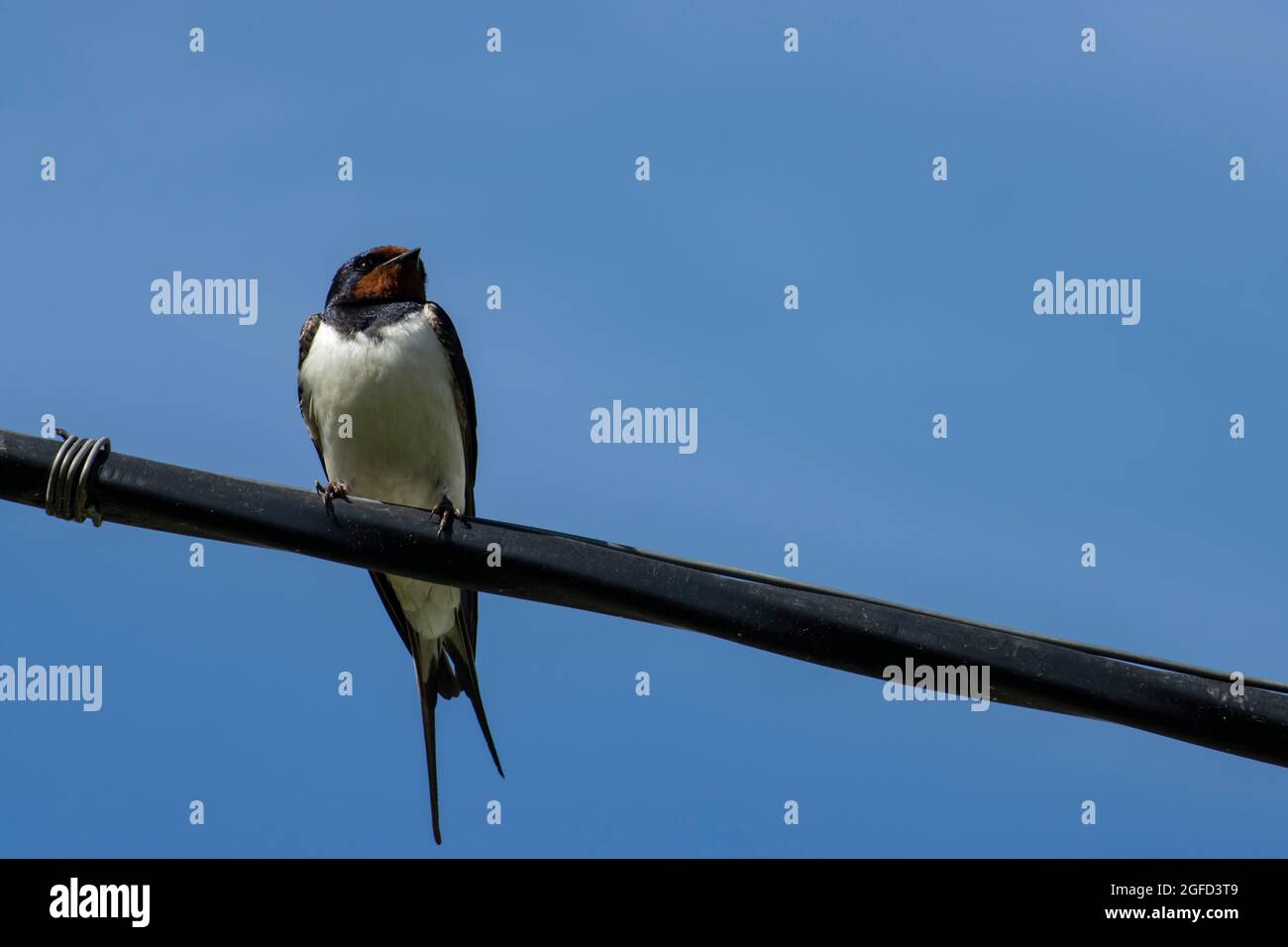 Oiseau hirondelle est assis sur un câble électrique, paysage d'oiseau Banque D'Images