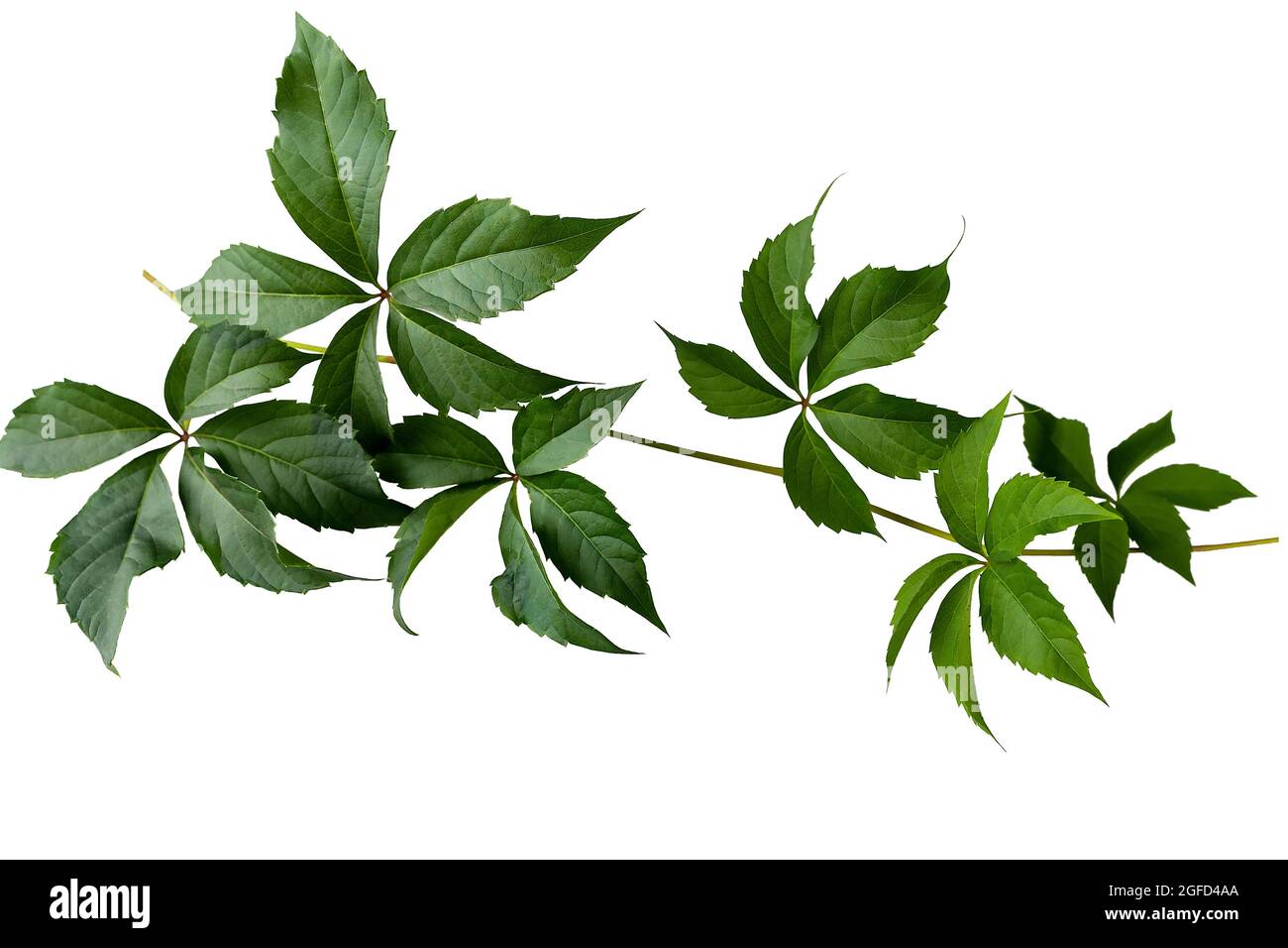 Branche parthénocissus avec feuilles vertes isolées sur fond blanc. Branche de raisins sauvages Banque D'Images