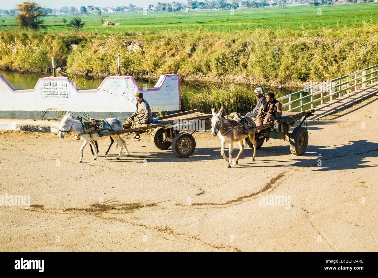 Égypte - 28 janvier 2020 : calèches égyptiennes traditionnelles avec ânes près du canal d'irrigation dans la vallée du Nil. Égypte. Banque D'Images