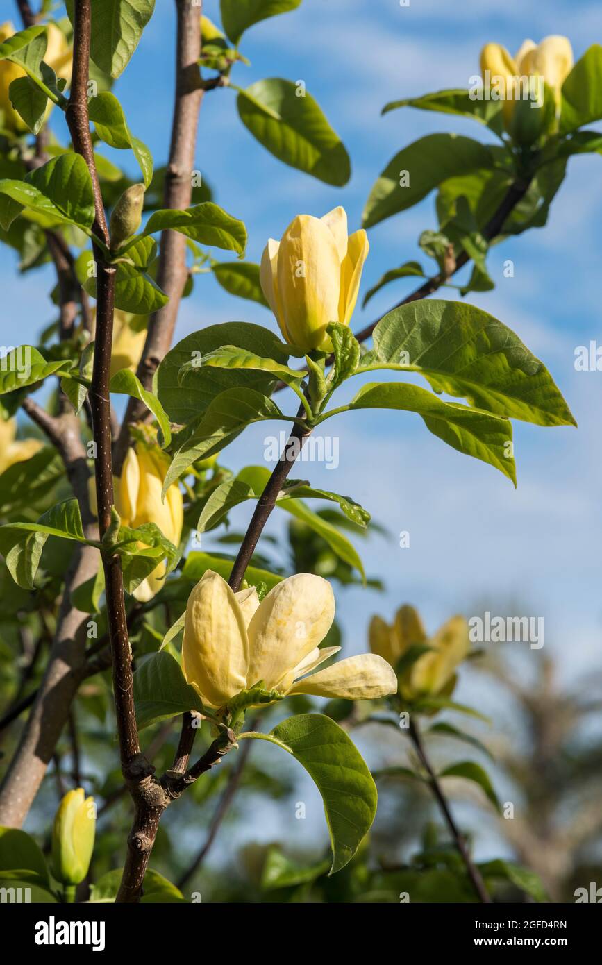 Magnolia X Brooklynensis oiseau jaune AKA Lily Tree jaune, floraison fin avril / début mai, produisant des fleurs jaunes canariales en forme de goblet. Banque D'Images