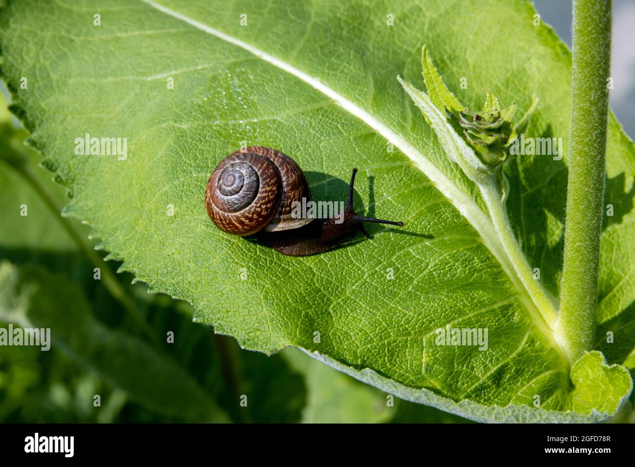 Magnifique escargot en gros plan sur une feuille verte dans le jardin Banque D'Images