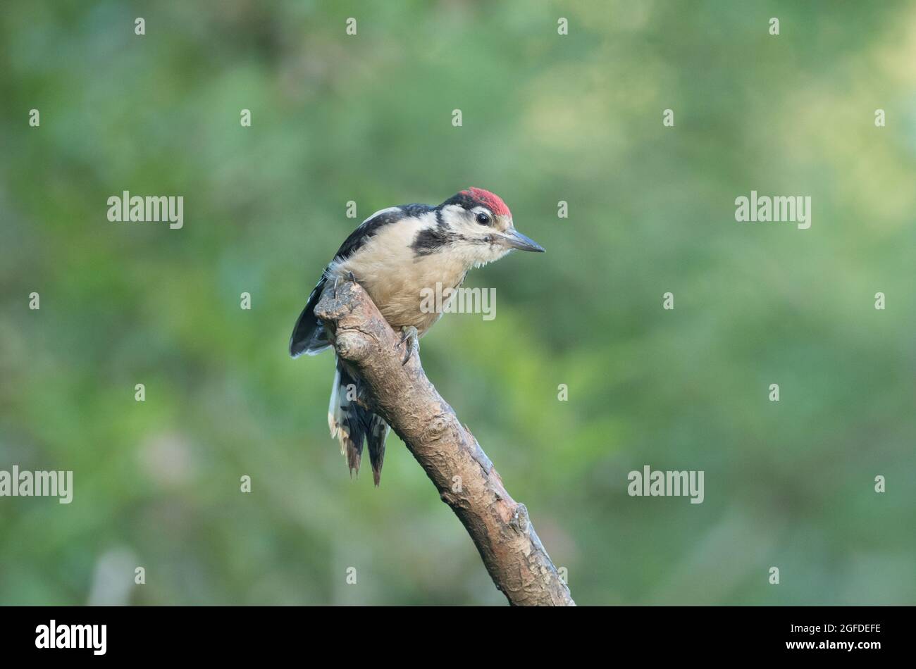 Grand pic à pois, réserve naturelle de High Batts, près de Ripon, North Yorkshire Banque D'Images