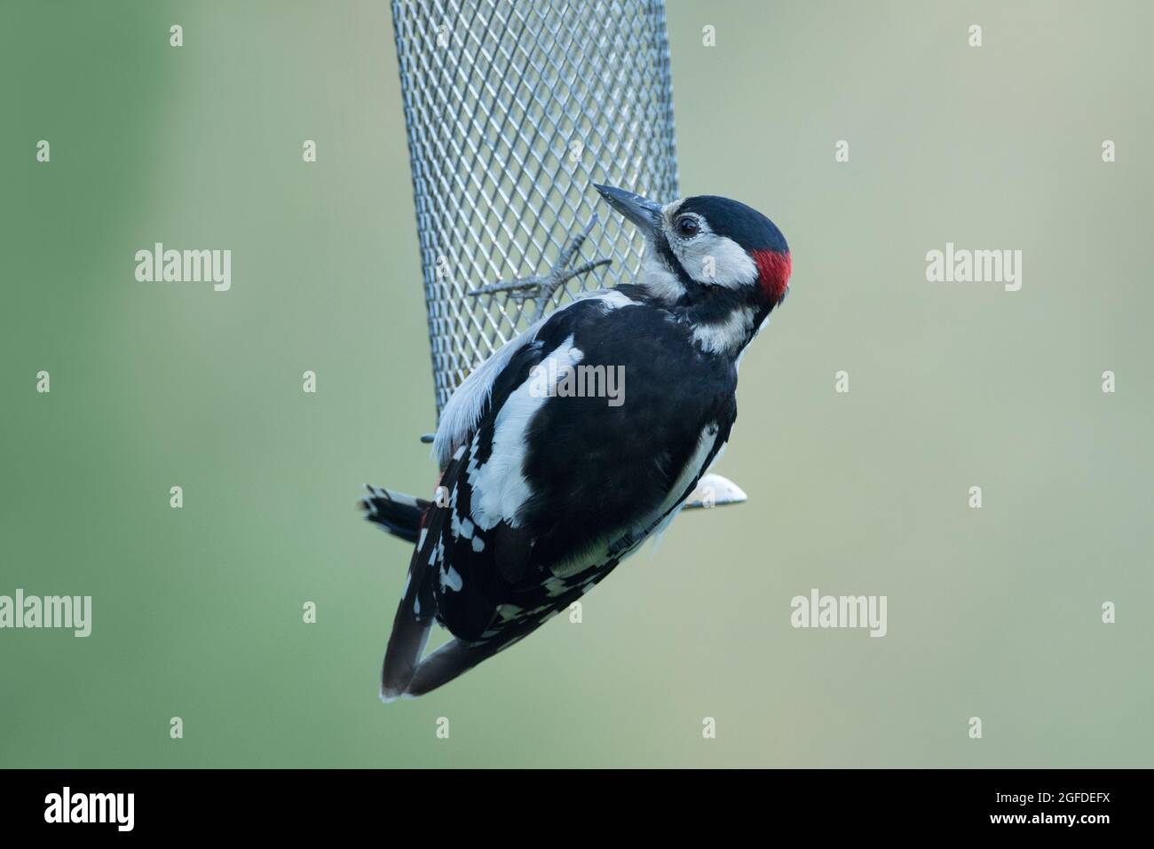 Grand pic à pois, réserve naturelle de High Batts, près de Ripon, North Yorkshire Banque D'Images