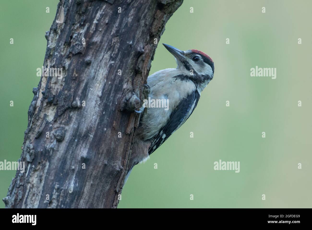 Grand pic à pois, réserve naturelle de High Batts, près de Ripon, North Yorkshire Banque D'Images