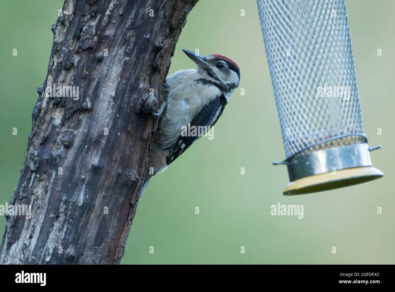 Grand pic à pois, réserve naturelle de High Batts, près de Ripon, North Yorkshire Banque D'Images