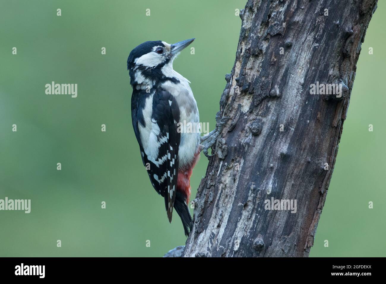 Grand pic à pois, réserve naturelle de High Batts, près de Ripon, North Yorkshire Banque D'Images