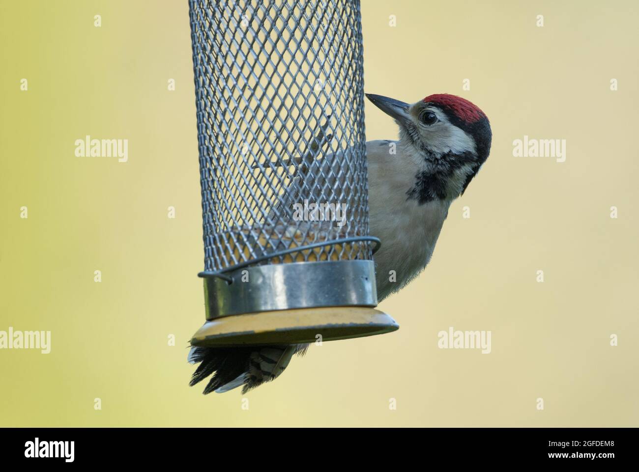 Grand pic à pois, réserve naturelle de High Batts, près de Ripon, North Yorkshire Banque D'Images