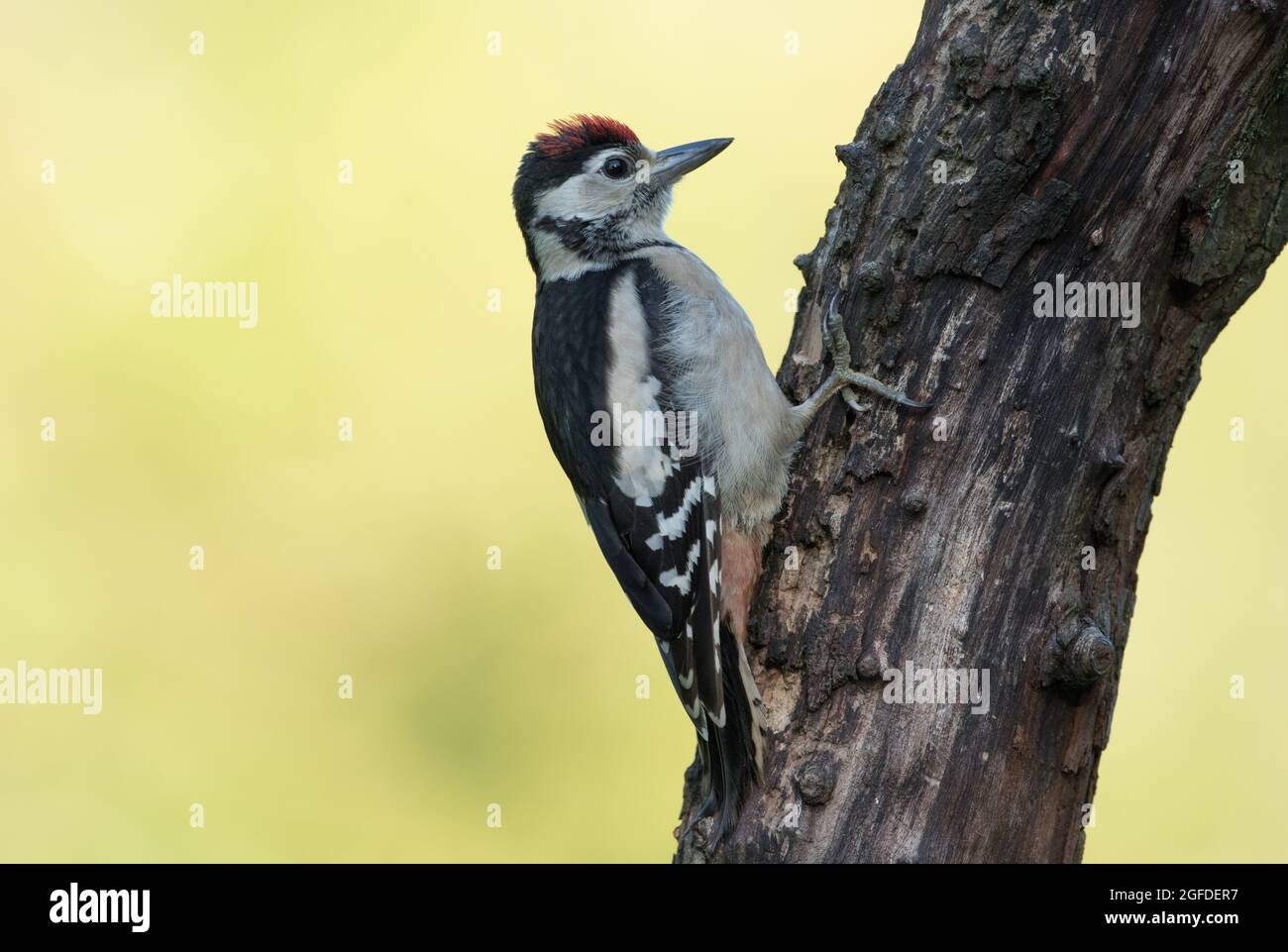 Grand pic à pois, réserve naturelle de High Batts, près de Ripon, North Yorkshire Banque D'Images