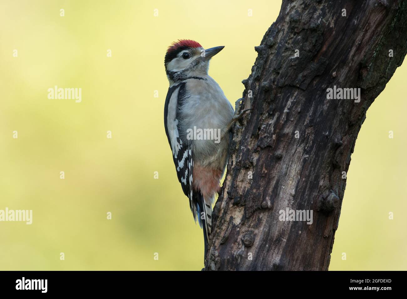 Grand pic à pois, réserve naturelle de High Batts, près de Ripon, North Yorkshire Banque D'Images