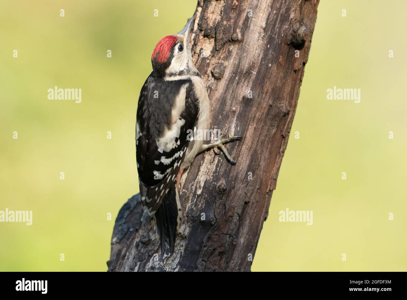 Grand pic à pois, réserve naturelle de High Batts, près de Ripon, North Yorkshire Banque D'Images